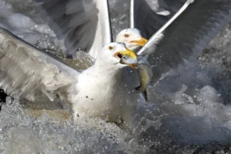Two herring gulls race to grab a fish in the Charles River. Credit: Derrick Z. Jackson