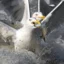 Two herring gulls race to grab a fish in the Charles River. Credit: Derrick Z. Jackson