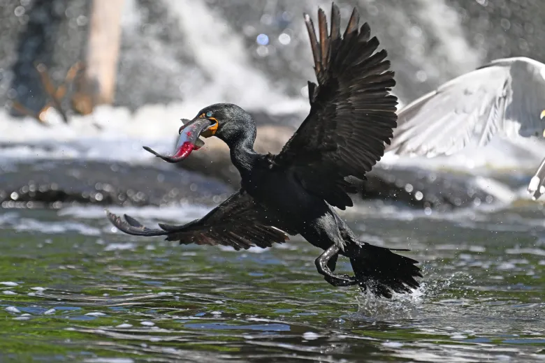 A double-crested cormorant is barely airborne before it has its catch partly swallowed. Credit: Derrick Z. Jackson
