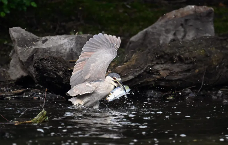 A black-crowned night heron grabs its prey. Credit: Derrick Z. Jackson