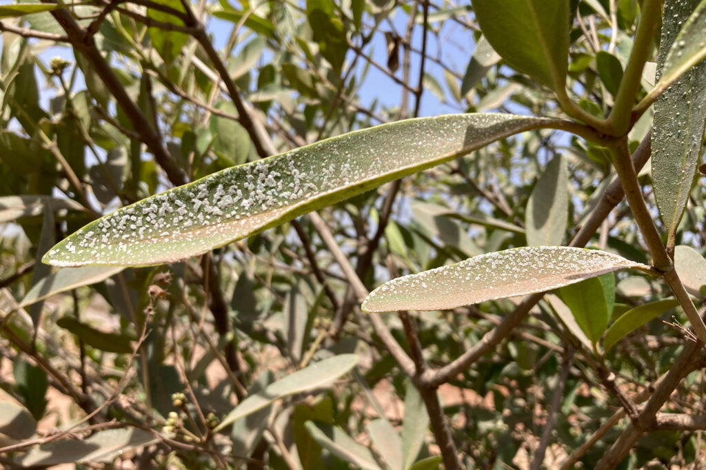 Mangrove leaves near the Gambia River are covered in crystalline salt. Credit: Phred Dvorak/Inside Climate News