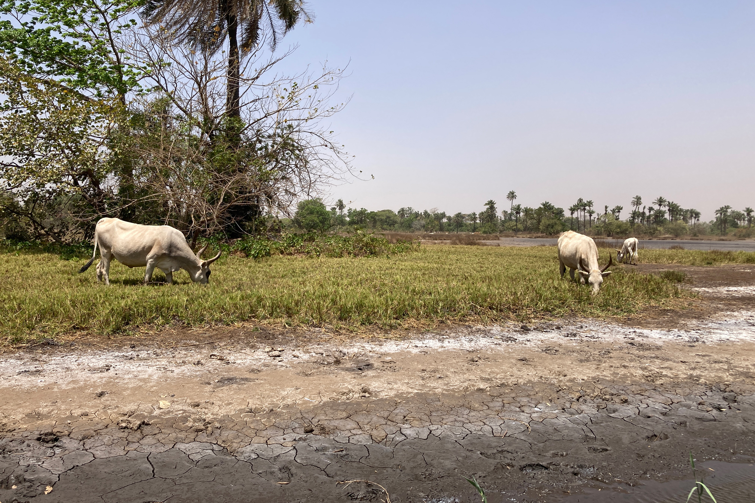 Cattle graze by the salt-streaked course of a stream in the North Bank region of Gambia. Credit: Phred Dvorak/Inside Climate News