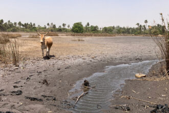 Drought and intruding salt water helped turn this former rice field in Gambia into a “wet desert.” Credit: Phred Dvorak/Inside Climate News