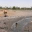 Drought and intruding salt water helped turn this former rice field in Gambia into a “wet desert.” Credit: Phred Dvorak/Inside Climate News
