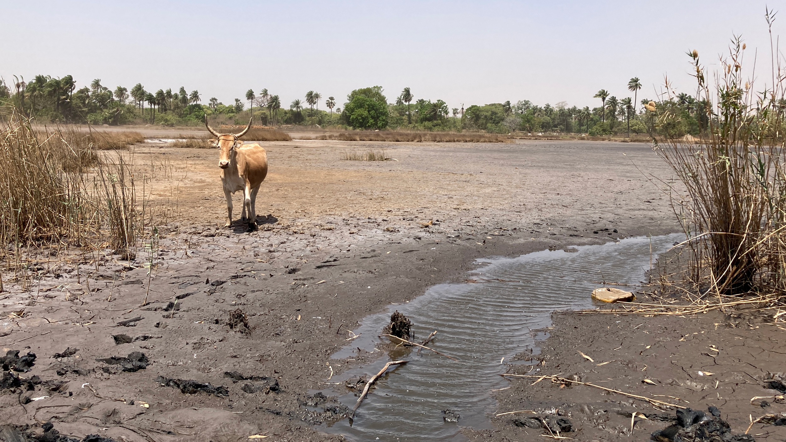 Drought and intruding salt water helped turn this former rice field in Gambia into a “wet desert.” Credit: Phred Dvorak/Inside Climate News