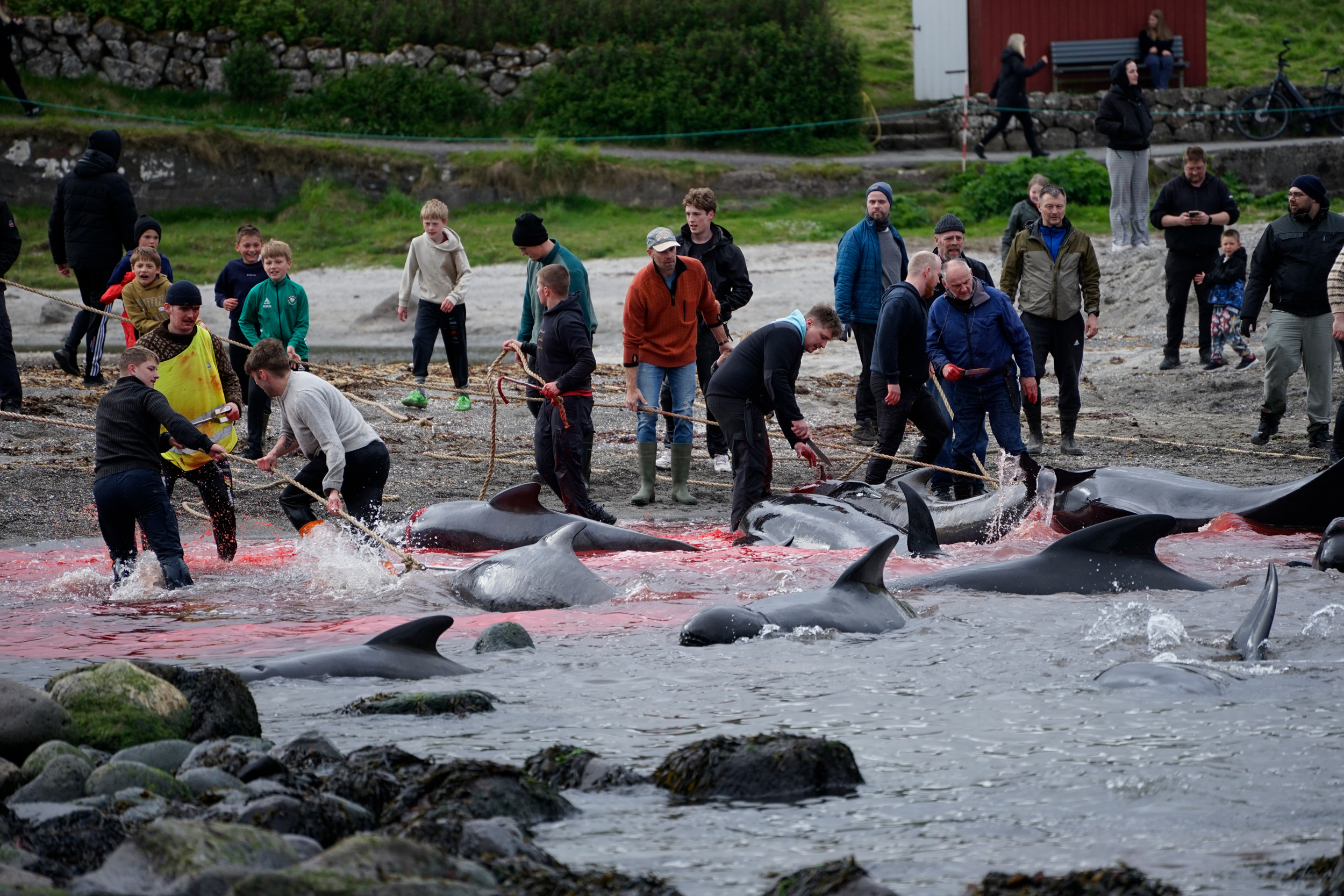 When a grind is called, it is common for people to leave work and school to come watch or participate. Credit: Sea Shepherd