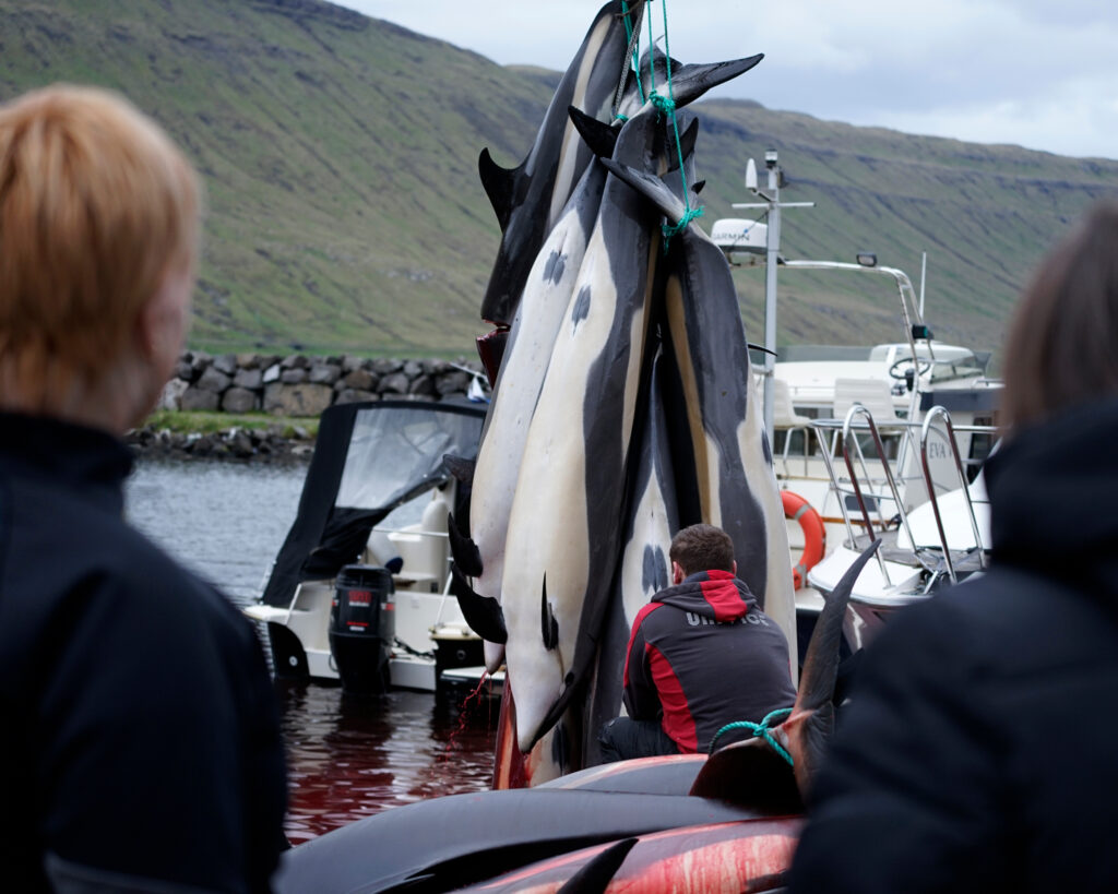 300 Atlantic white-sided dolphins, along with several bottlenose dolphins, were killed the same day as the pod of pilot whales in May. Credit: Sea Shepherd