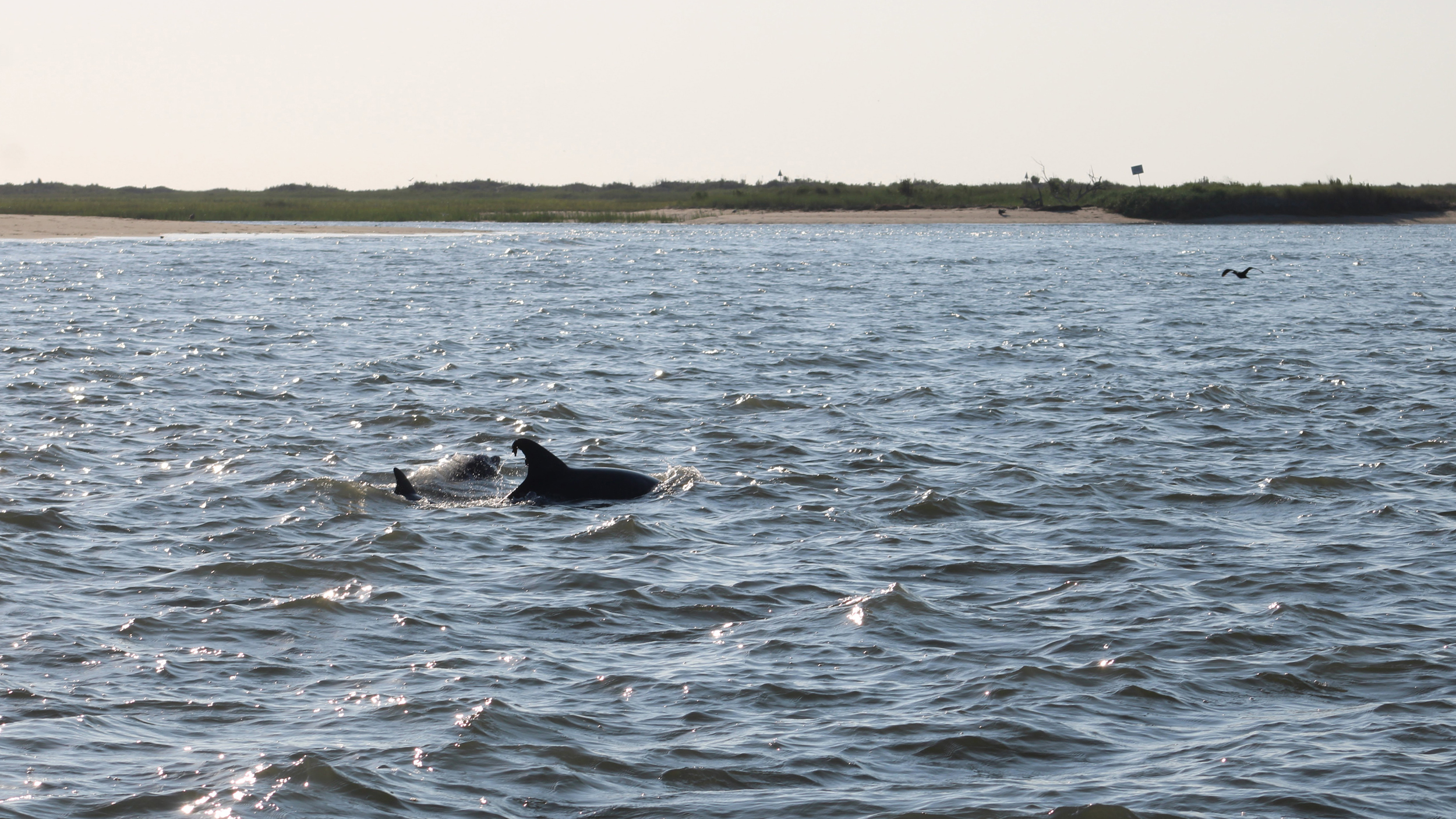 A dolphin breaches around the coasts of the Eastern Shore. Credit: Charles Paullin/Inside Climate News