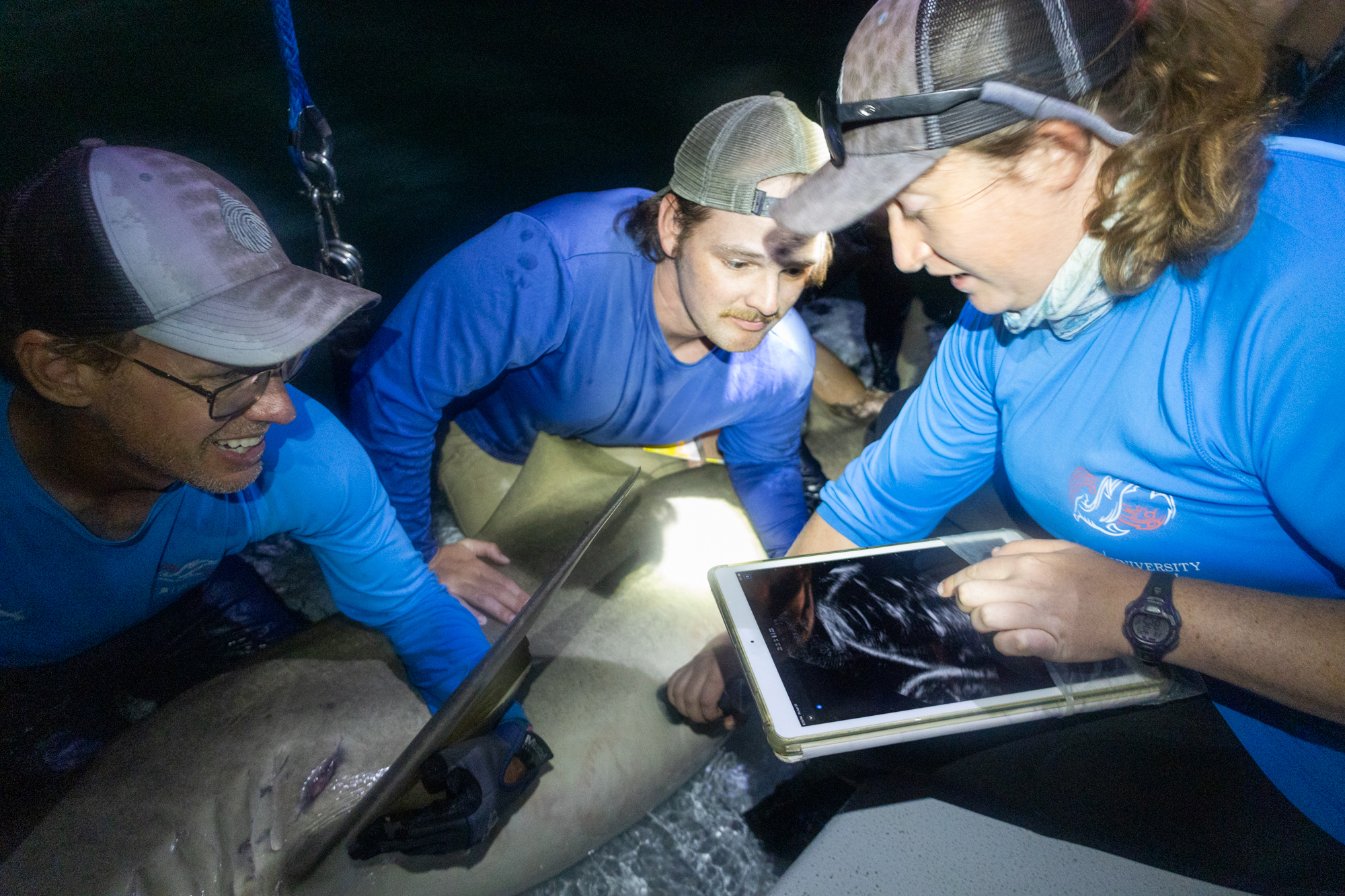 University of Miami PhD candidate Emily Yeager performs an ultrasound on a pregnant lemon shark in South Florida. How fast sharks reproduce is central to the fight over the Safe Seas Act. Populations rebuild slowly, which is why scientists call the recent rise a recovery, not an explosion. Credit: Brynne Casto/University of Miami Shark Research and Conservation Program