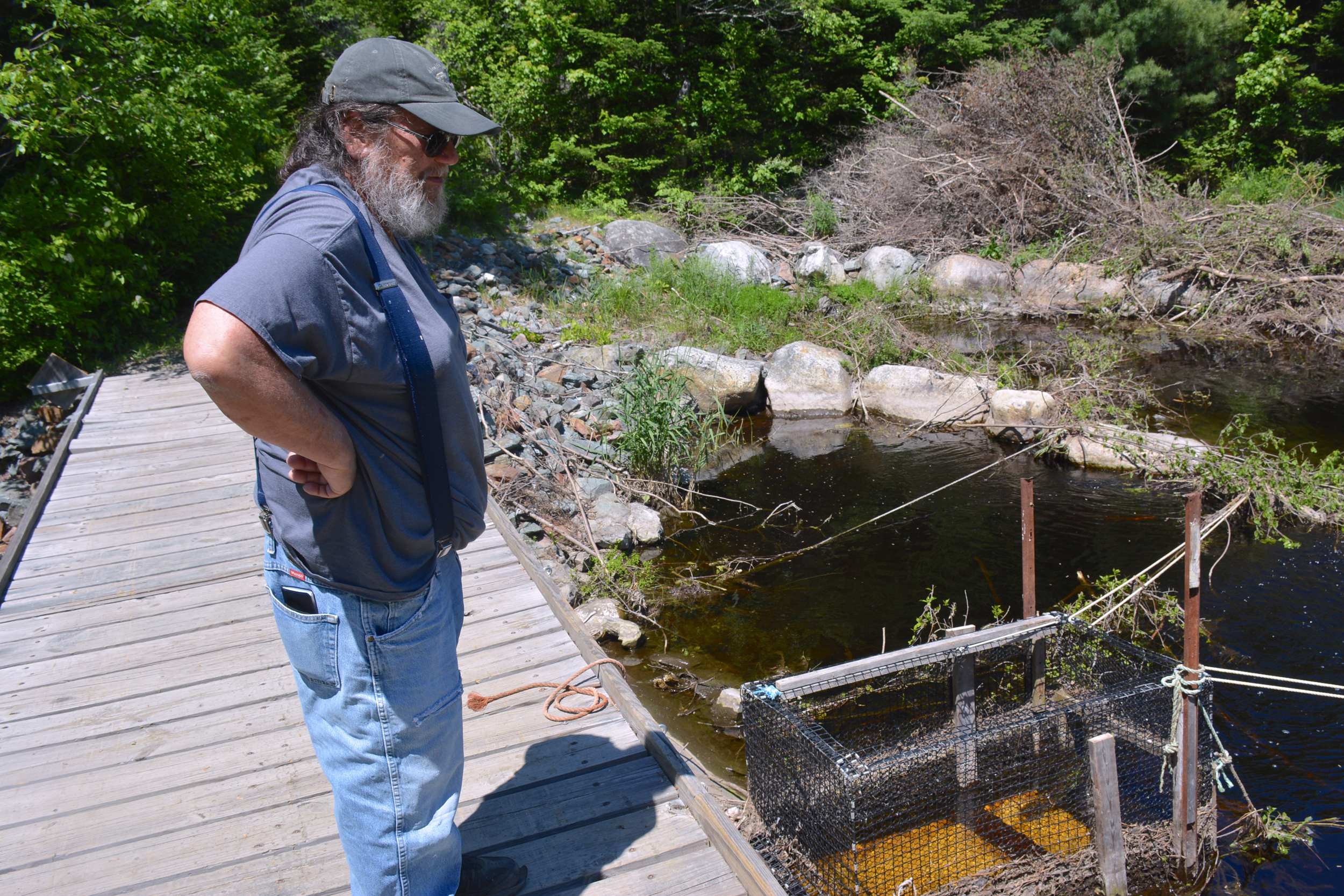 Bailey Bowden, who leads the alewife committee in his hometown of Penobscot, Maine, stands on the bridge spanning a fish access project on June 9. Credit: Sydney Cromwell/Inside Climate News