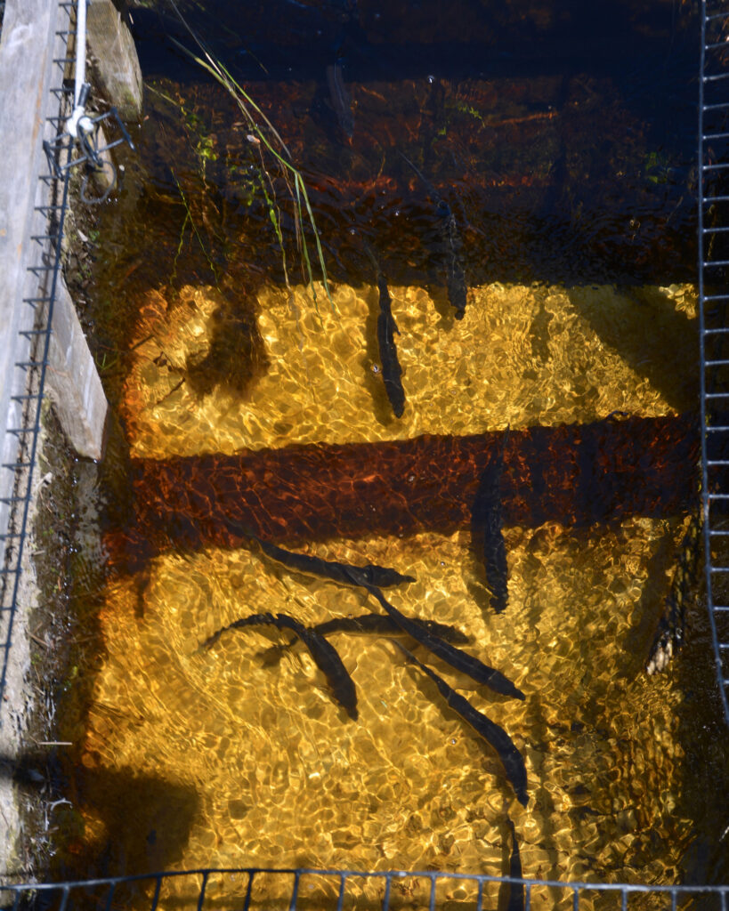 Alewives pass through the fish counting station in Penobscot on June 9. Credit: Sydney Cromwell/Inside Climate News
