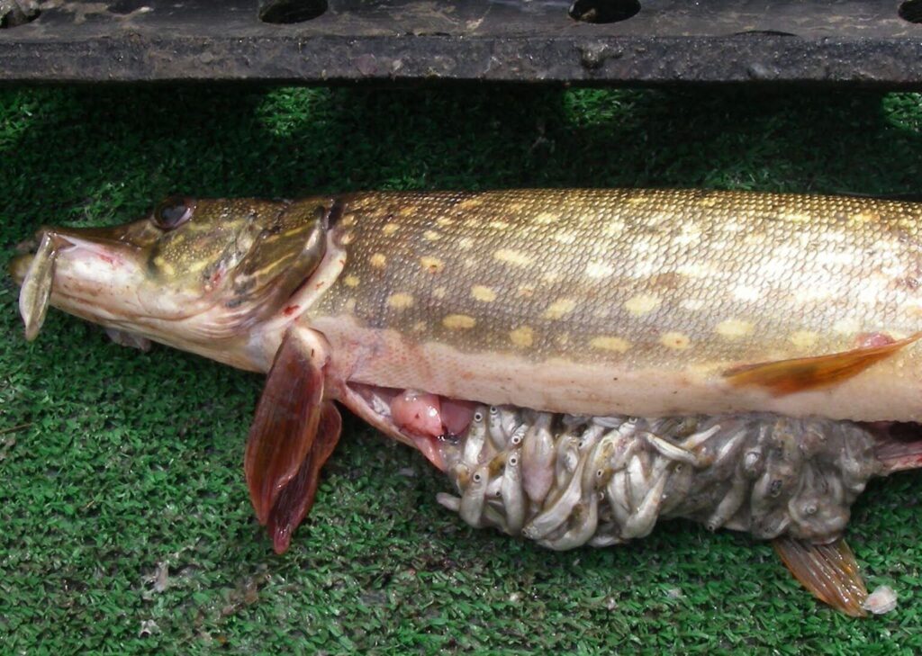 The stomach of a northern pike filled with juvenile salmon it consumed. Credit: Courtesy of the Alaska Department of Fish and Game.