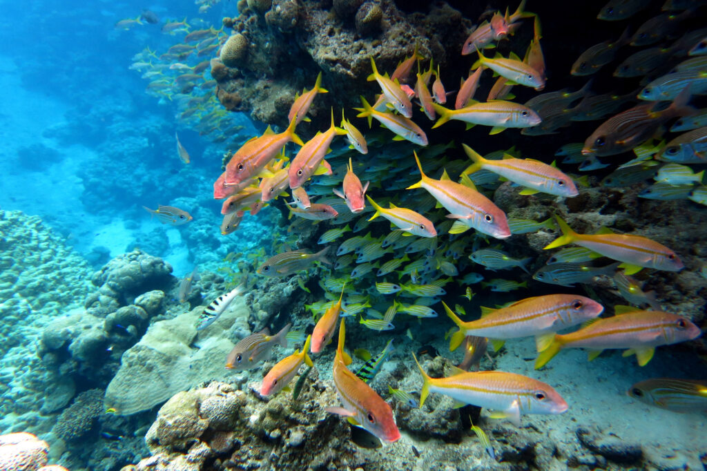 Trump Administration Wants to Hold World’s First Deep-Sea Mining Lease Sale 