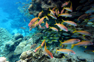 Fish swim through a reef at the Rose Atoll National Wildlife Refuge in American Samoa. Credit: Wendy Cover/NOAA