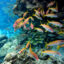 Fish swim through a reef at the Rose Atoll National Wildlife Refuge in American Samoa. Credit: Wendy Cover/NOAA