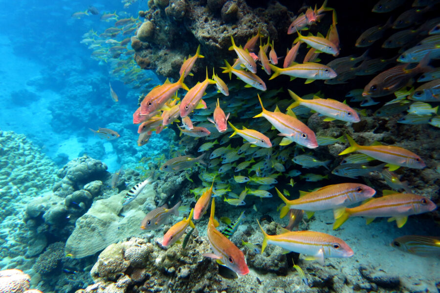 Fish swim through a reef at the Rose Atoll National Wildlife Refuge in American Samoa. Credit: Wendy Cover/NOAA
