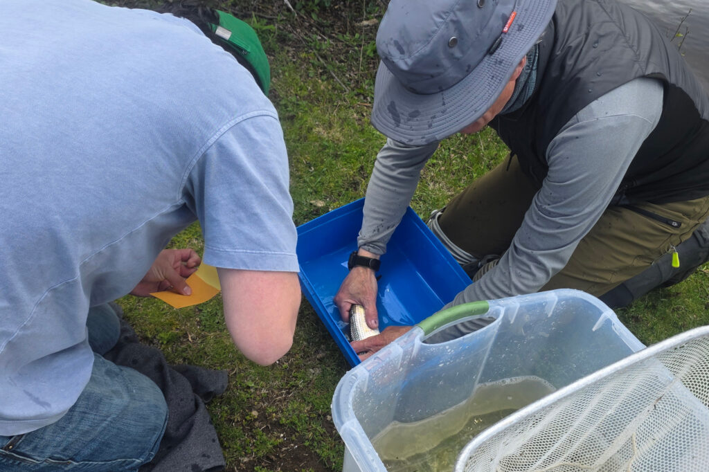 Volunteers in Somesville, Maine, collect scale samples from migrating alewives in order to track the age, size and gender of fish passing through their local river. Credit: Courtesy of Rustin Taylor