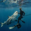 Tanner Mansell hand-feeds a bull shark off of the coast of Jupiter, Fla. Credit: Danny Lomas