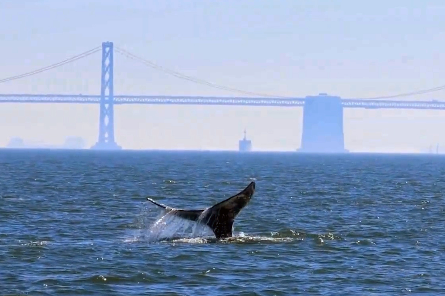 https://insideclimatenews.org/wp-content/uploads/2026/07/WhaleBreach-still.jpg