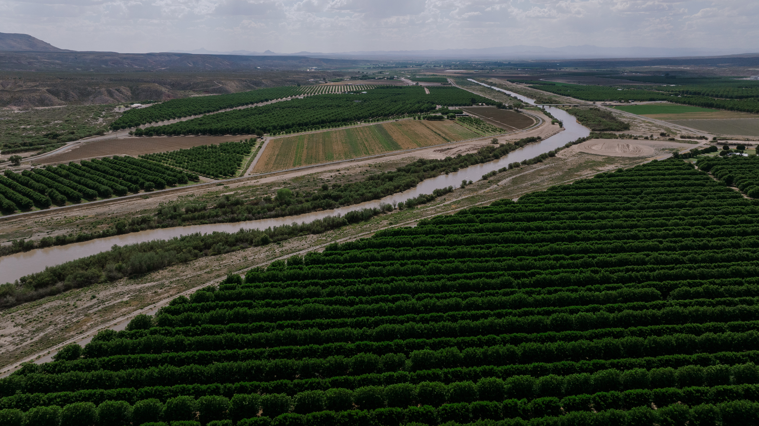 Pecan trees grow along the Rio Grande in Rincon, N.M., on June 10.