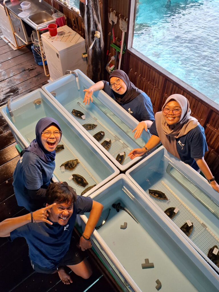 Students monitor the health of zebra shark eggs and recently hatched pups. Credit: ReShark
