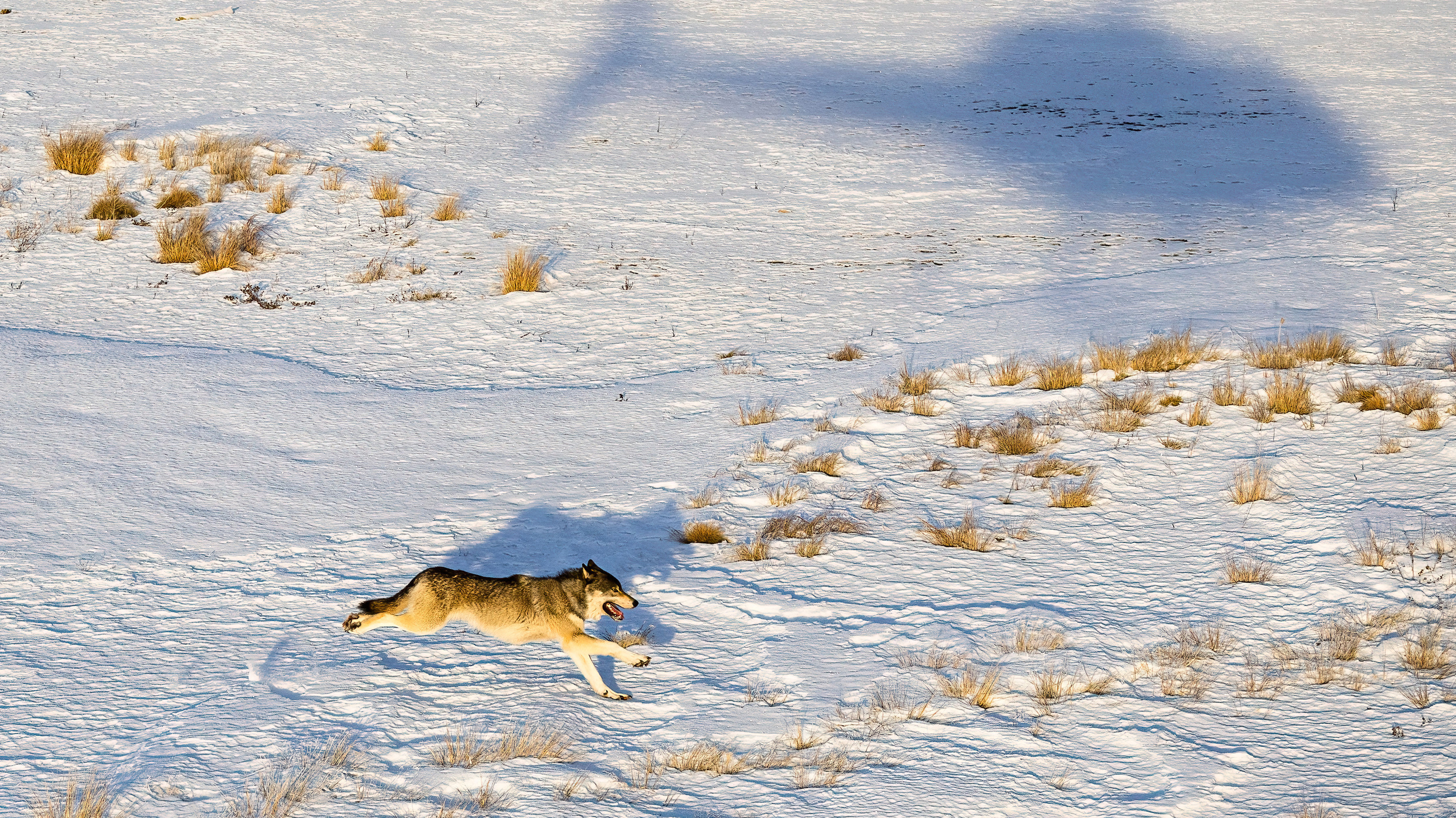 A wolf runs across snow-covered terrain in British Columbia, Canada. Credit: Colorado Parks and Wildlife