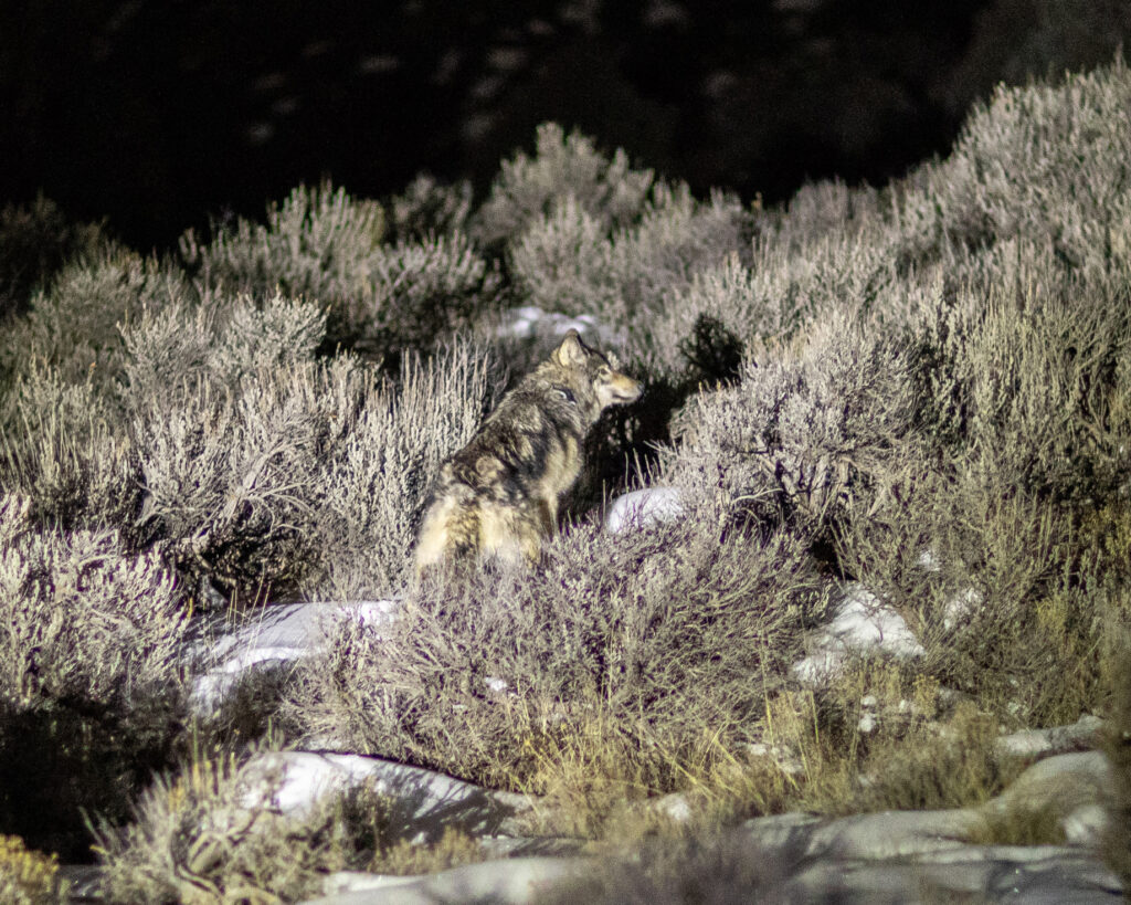 Managers with the Colorado Parks and Wildlife District release a gray wolf on the night of Jan. 14, 2025. Credit: Colorado Parks and Wildlife