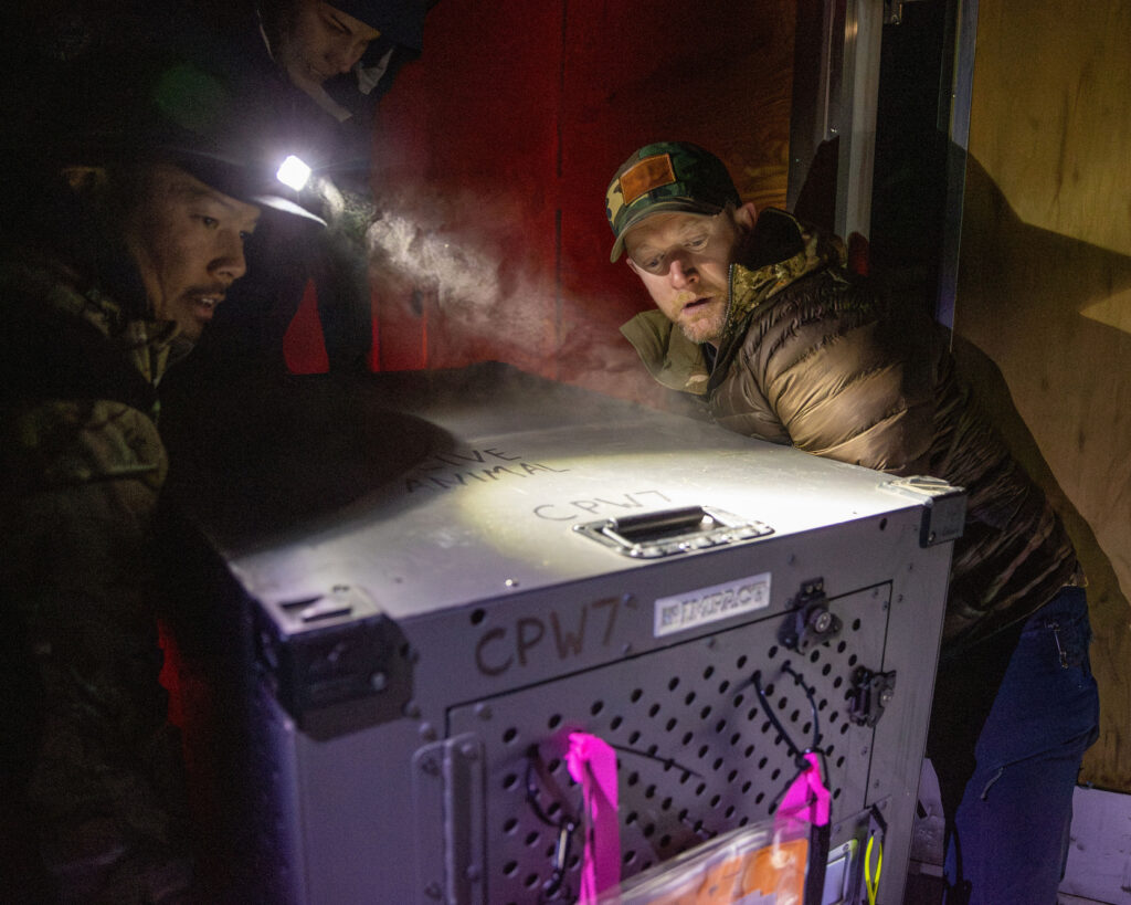 Managers with the Colorado Parks and Wildlife District release a gray wolf on the night of Jan. 14, 2025. Credit: Colorado Parks and Wildlife