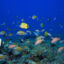 A variety of Hawaiian endemic fish species inhabit the reef at the Papahānaumokuākea Marine National Monument in Hawaii. Credit: Andrew Gray/NOAA