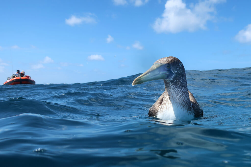 A brown booby sits in the water the Papahānaumokuākea Marine National Monument as a boat of divers floats in the background. Credit: Andrew Gray/NOAA