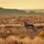 A pronghorn at the Seedskadee National Wildlife Refuge in Wyoming. Credit: Tom Koerner/USFWS