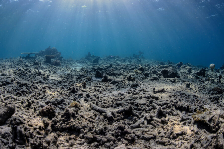 A bomb-fished coral reef in Sulawesi, Indonesia. Credit: The Ocean Agency