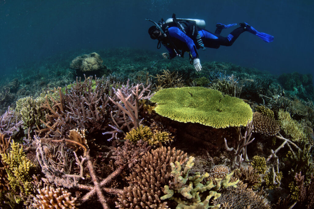 A coral reef restored after bomb fishing. Credit: The Ocean Agency