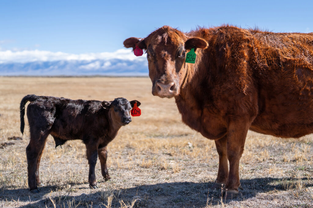 George Whitten runs a regenerative ranch in the San Luis Valley, and believes he can teach wolves to largely leave his cattle alone.