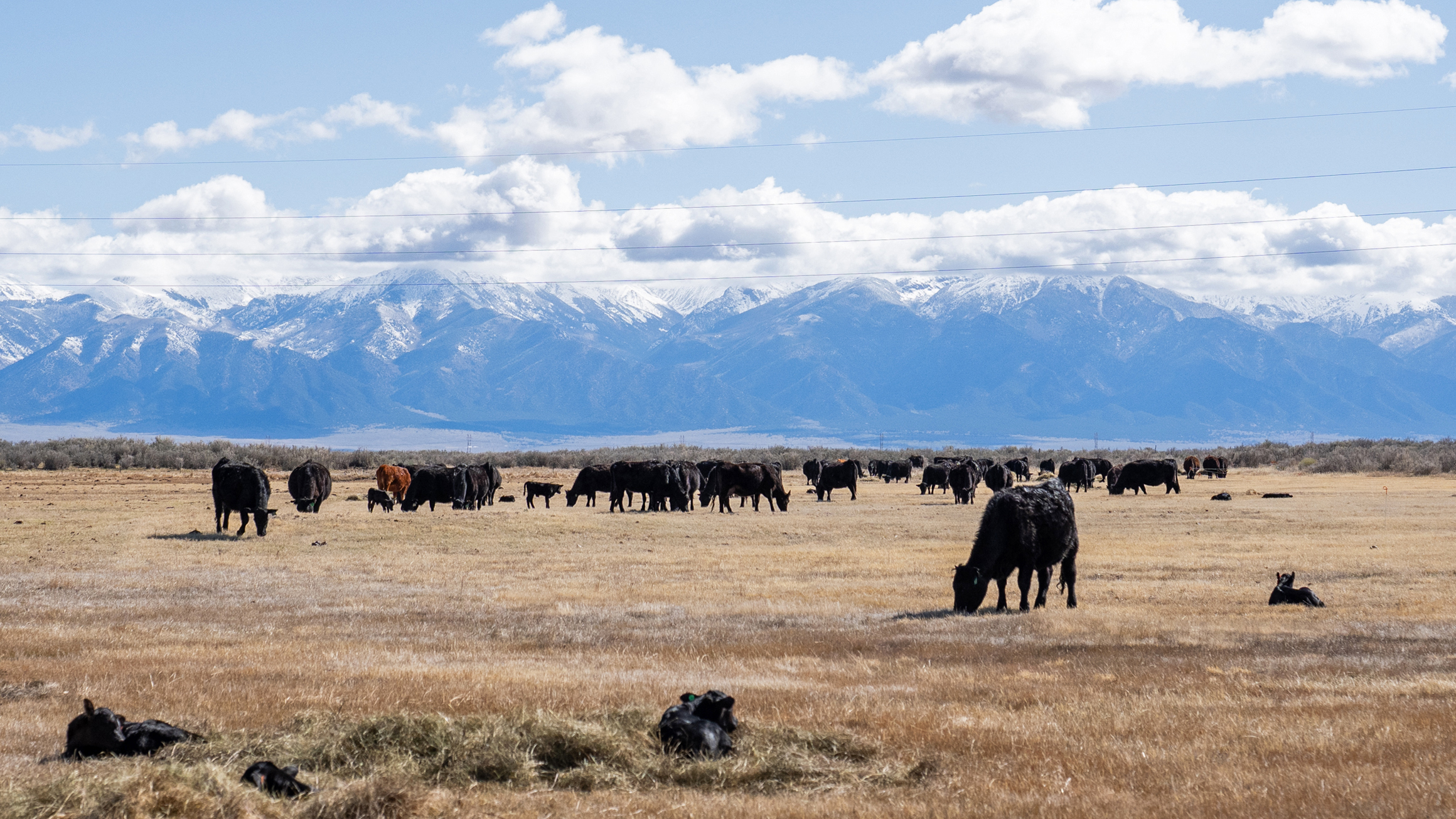 Cows that stay together on the ranch are more likely to group up when facing wolves on the range, according to Working Circle.