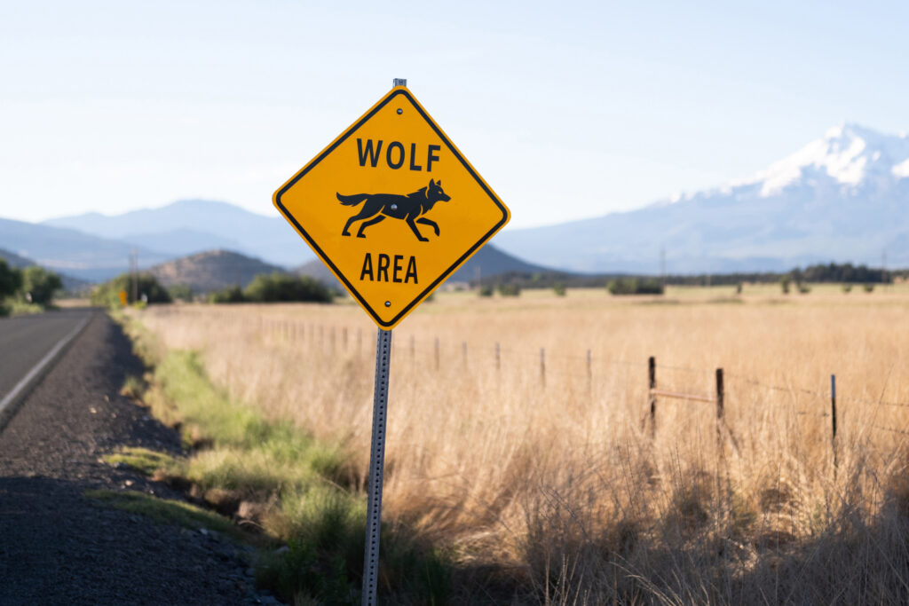 One recent study suggests cattle make up a larger share of some northern Californian Wolves’ diet than wild game.