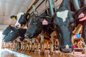 Cows wait to be milked at a dairy farm in Hastings, Minn. Credit: Kerem Yucel/AFP via Getty Images