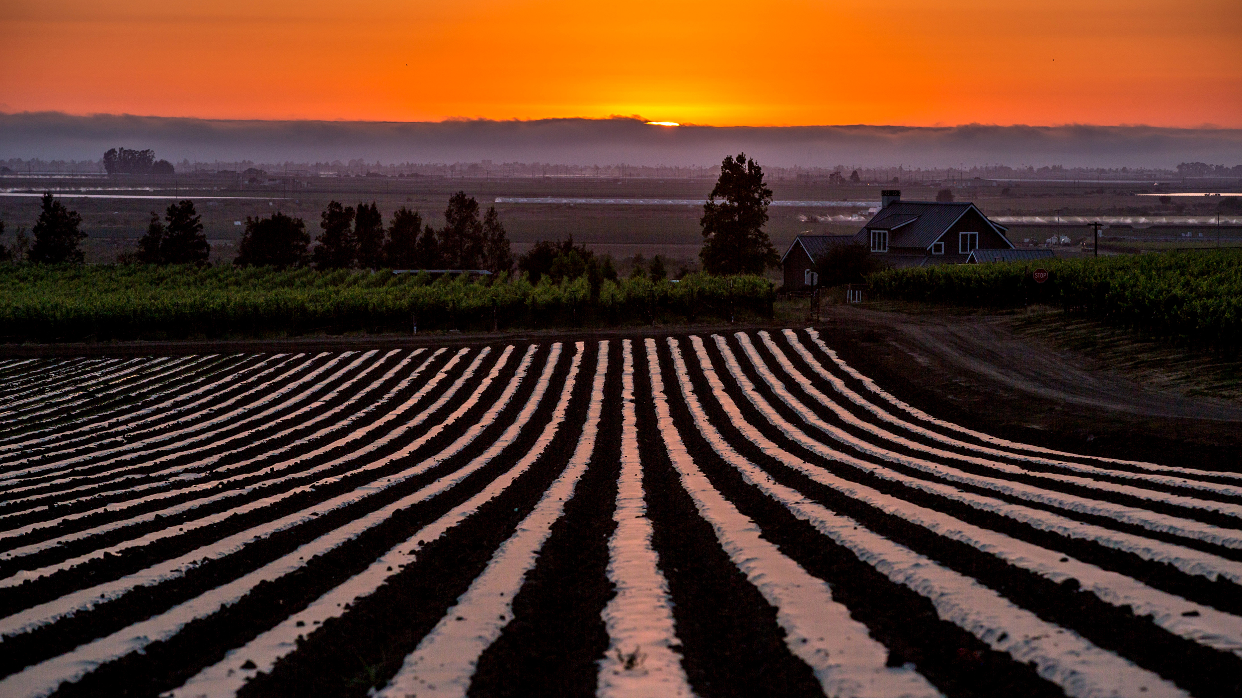 A plastic-covered strawberry field reflects the light at sunset near Santa Maria, Calif. Credit: George Rose/Getty Images