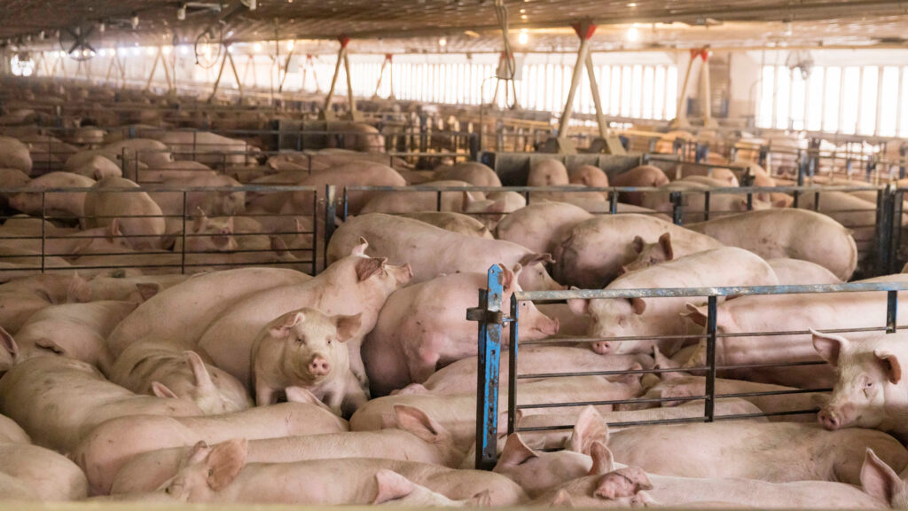 How North Carolina Wasted the Chance To Fix Hog Pollution