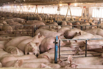 Inside a CAFO that raises hogs for Smithfield Foods. Credit: Kathryn Gamble/The Washington Post via Getty Images