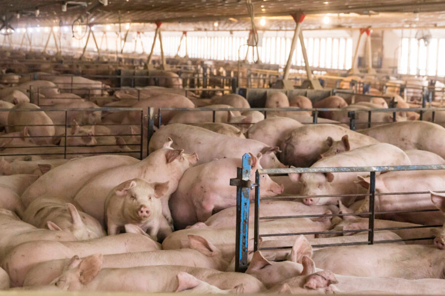 Inside a CAFO that raises hogs for Smithfield Foods. Credit: Kathryn Gamble/The Washington Post via Getty Images