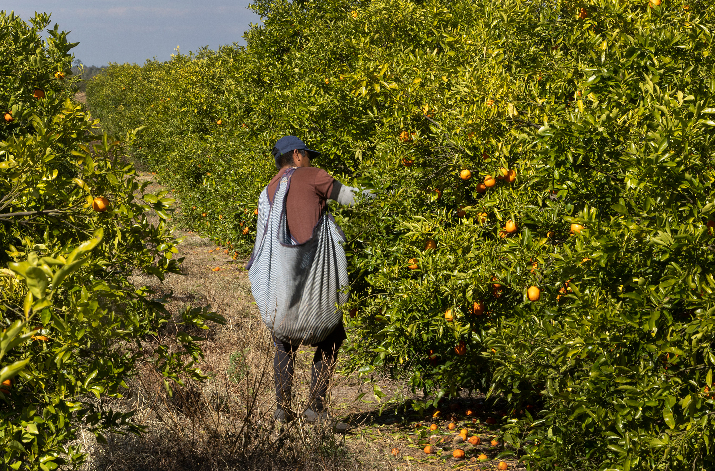 A farmworker harvests oranges on a citrus grove in Polk County, Florida. Credit: Joe Raedle/Getty Images