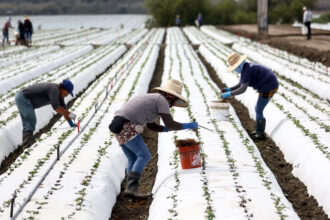Farmworkers tend to a strawberry field covered in plastic on Aug. 5, 2022, near Ventura, Calif. Credit: Mario Tama/Getty Images