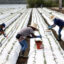 Farmworkers tend to a strawberry field covered in plastic on Aug. 5, 2022, near Ventura, Calif. Credit: Mario Tama/Getty Images