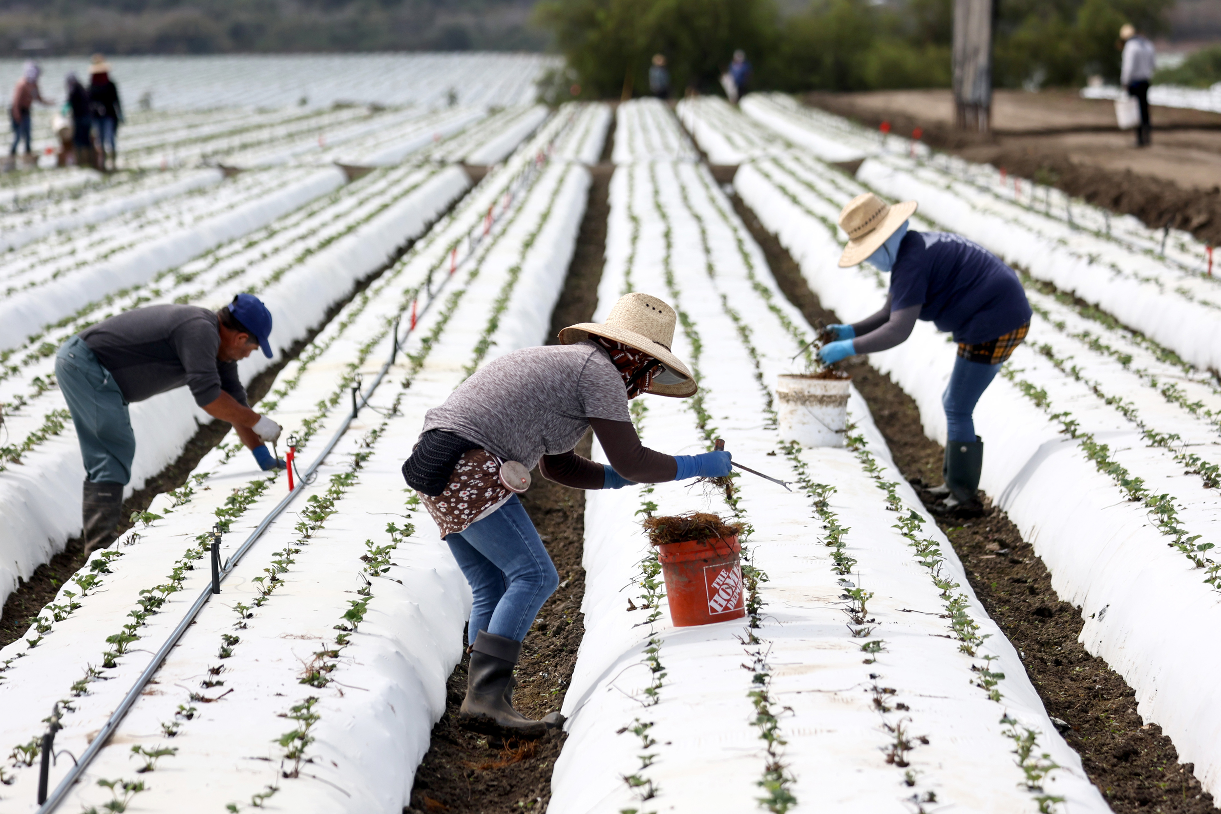 Farmworkers tend to a strawberry field covered in plastic on Aug. 5, 2022, near Ventura, Calif. Credit: Mario Tama/Getty Images