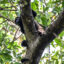 A wild howler monkey is seen in the branches of a tree in Comalcalco, Mexico, on May 20, 2024. Credit: Yuri Cortez/AFP via Getty Images