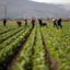 Farmworkers weed a bell pepper field during a heat wave, in Camarillo, Calif., on July 3 2024. Credit: Etienne Laurent/AFP via Getty Images