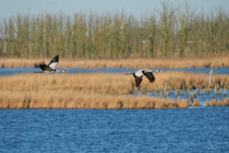 Cranes fly over a protected wetland on March 3 in Anklam, Germany. Credit: Wolfram Steinberg/picture alliance via Getty Images