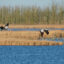 Cranes fly over a protected wetland on March 3 in Anklam, Germany. Credit: Wolfram Steinberg/picture alliance via Getty Images