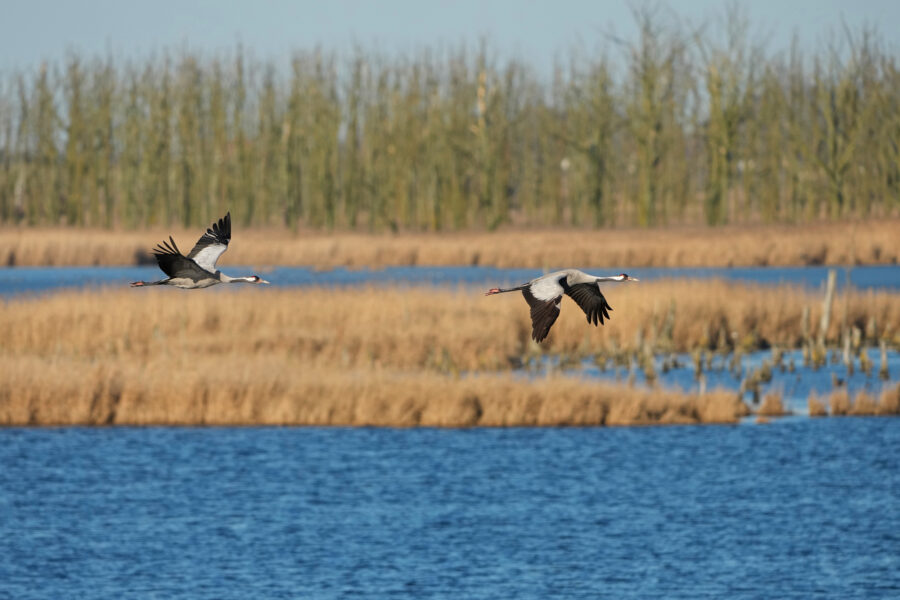 Cranes fly over a protected wetland on March 3 in Anklam, Germany. Credit: Wolfram Steinberg/picture alliance via Getty Images